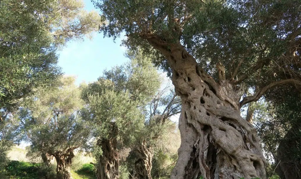 Arbequina olive trees